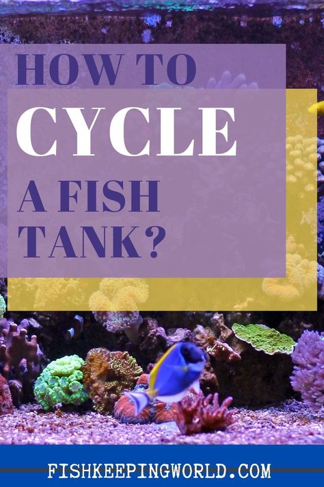 Here are the steps on how to cycle a fish tank. One of the biggest components of an aquatic environment is circulation. Many people still struggle to understand exactly what good cycling in a fish tank looks like. This time around we will try to clarify any questions you might have about proper circulation. Check this pin for full guide! #fishkeeping #fishtank #fishguide How To Cycle A Fish Tank, Aquatic Environment, Goldfish Aquarium, Fish Keeping, Saltwater Fish Tanks, Marine Tank, Tropical Fish Aquarium, Tropical Freshwater Fish, Fishing For Beginners