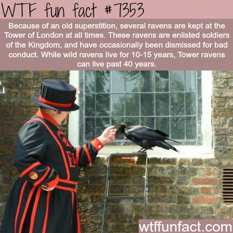 Raven Facts, Fun Animal Facts, The Tower Of London, Facts Funny, Random Facts, Animal Facts, Interesting History, Tower Of London, The Tower