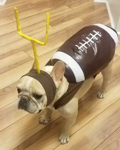 Dog costumes football frenchie french bulldog Bulldog Costumes Halloween, Frenchie Halloween Costumes, Dog Football Costume, Costume Halloween Homme, French Bulldog Halloween Costumes, Bulldog Halloween Costumes, Puppy Halloween Costumes, Bulldog Costume, Football Costume