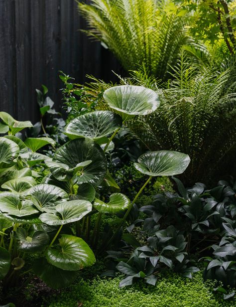 Bohemian Landscape, Breakfast Bench, Courtyard Plants, Shady Garden, Melbourne Home, Indian Garden, Jungle Gardens, Tree Fern, Natural Swimming Pool