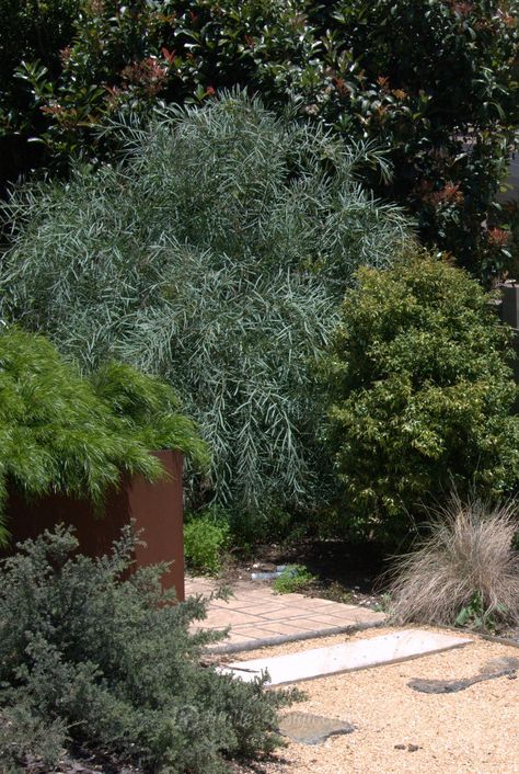 Acacia Iteaphylla, White Landscaping, Sustainable Garden Design, Dry Gardens, Mountain Garden, Plant Reference, Australian Gardens, Plant Combos, Australian Garden Design