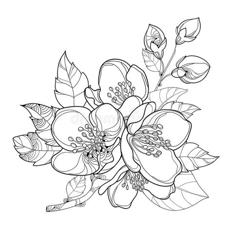 Vector branch with outline Jasmine flowers, bud and leaves isolated on white background. Floral elements for spring design. Vector branch with outline Jasmine vector illustration Jasmine Drawing, Flower Line Drawings, Flower Drawing Tutorials, Jasmine Flowers, Flower Outline, Flowers Illustration, Jasmine Flower, Flower Sketches, Flower Coloring Pages