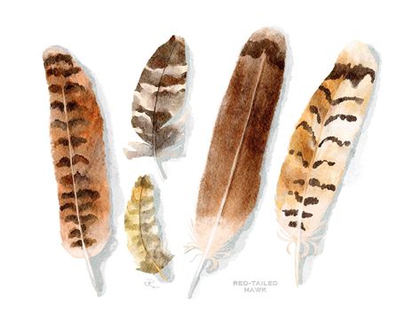 Watercolor feathers painted from Red-Tailed Hawk feathers This wonderful print is an archival art print of an original painting. All prints are printed with a small white border for ease of framing. Due to different print ratios, each size may be cropped slightly differently than the thumbnail (thumbnail is shown as an 8x10). If you would like a preview of a specific size please contact me.  The print is also printed with archival, fade-resistant inks. Due to differences in the calibration of co Red Tail Hawk Painting, Red Tail Hawk Feathers, Feather Identification, Falcon Feather, Hawk Feather, Feathers Watercolor, Feather Watercolor, Hawk Feathers, Painted Feathers