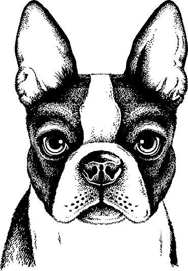 Boston Terrier Illustration, Boston Terrier Funny, Dog Portraits Art, Black And White Sketches, Handmade Dog Collars, Vector Sketch, Boston Terriers, Dog Drawing, Handmade Dog