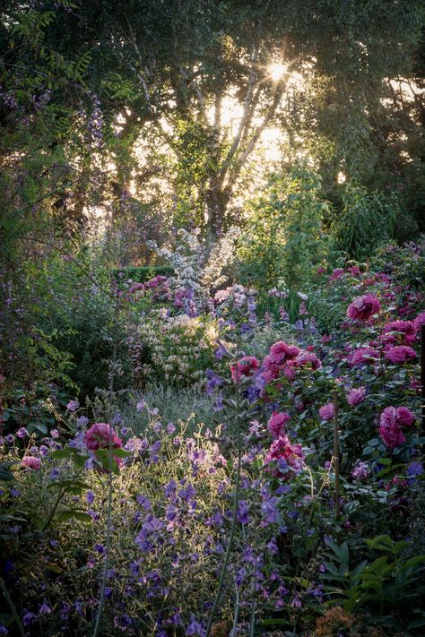 Pictured is the pink Rosa ‘Rita’, Salvia candelabrum, Geranium robustum, and one of the garden’s signature shrubs: Deutzia setchuenensis var. corymbiflora, introduced to the garden by Diany. Kiftsgate Court Gardens, Three Generations Of Women, Garden Museum, Generations Of Women, New Garden, Pink Garden, Magical Garden, Mountain Road, Garden Tours