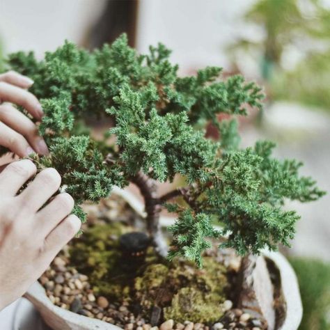 The Only Juniper Bonsai Tree Guide You’ll Ever Need Cherry Blossom Bonsai Tree, Bonsai Diy, Bonsai Pruning, Low Growing Shrubs, Pine Bonsai, Bonsai Care, Bonsai Tree Types, Bonsai Tree Care, Bonsai Techniques