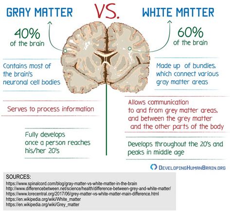 gray matter vs white matter Grey And White Matter Brain, Grey Matter Brain, White Matter In Brain, Brain Anatomy And Function, Brain Surgeon, Grey Matter, Mental Development, Brain Structure, Brain Facts