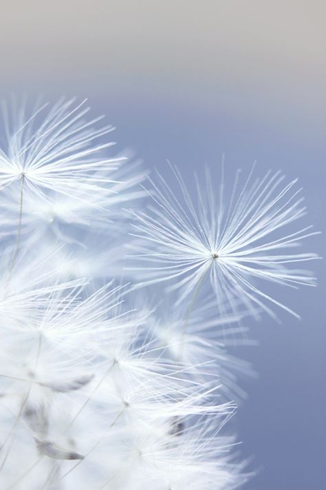 A Dandelion, Financial Abundance, Tapeta Galaxie, Foto Tips, 背景 シンプル, Aesthetic Colors, Colour Board, Abraham Hicks, Jolie Photo