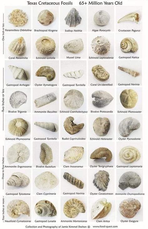 Sea Fossils, Dot Painting Tools, Rocks And Fossils, Fossilized Coral, Fossil Coral, Marine Biology, Marine Animals, Rock Hounding, Rocks And Minerals