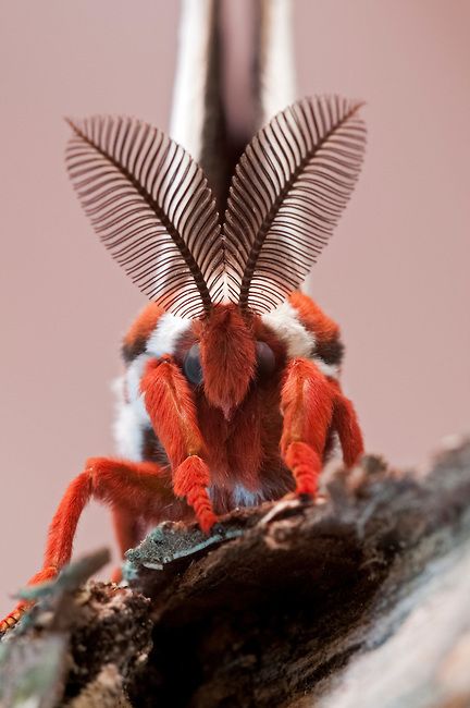 Cecropia Moth, Regard Animal, Moth Species, Colorful Moths, Cute Moth, Cool Insects, Moth Caterpillar, Moth Art, Cool Bugs