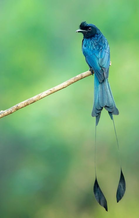 Amazing tail of a greater racket-tailed drongo. #amazing #birds #tail #greater #racket #tailed #drongo Animal Tails, Most Beautiful Birds, Free For Commercial Use, Bird Pictures, Exotic Birds, Bird Drawings, Pretty Birds, Bird Photo, Colorful Birds