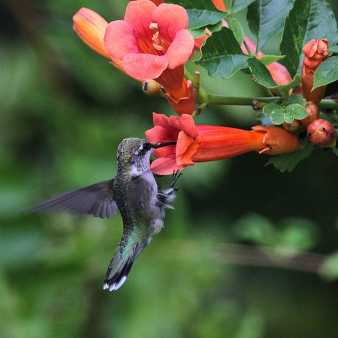 trumpet creeper: campsis radicans flowers & hummingbird nectaring from it-flickr Trumpet Vines, Angel Trumpet Plant, Hummingbird Plants, Trumpet Flower, Cardinal Flower, Trumpet Vine, Hummingbird Flowers, Long Flowers, Kinds Of Birds