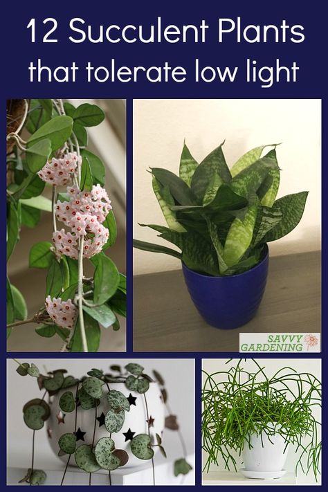 Low Light Succulents: 12 Choices to Grow in Your Home or Office Plants For Low Light, Low Light Succulents, Beautiful Succulents, Sunny Window, Propagating Succulents, Inside Plants, Growing Succulents, Best Indoor Plants, Low Light Plants