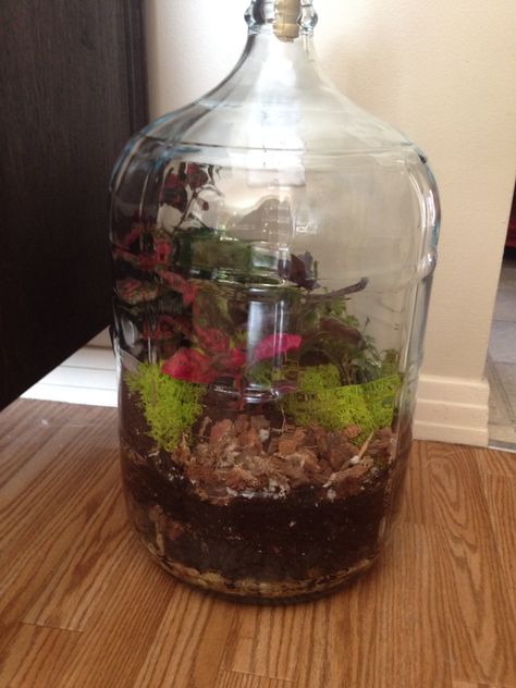 My First Carboy Terrarium Carboy Terrarium, Hanging Terrarium, Wine Jug, Moss Art, Glass Box, Terrarium Plants, Glass Boxes, All About Plants, Aquariums