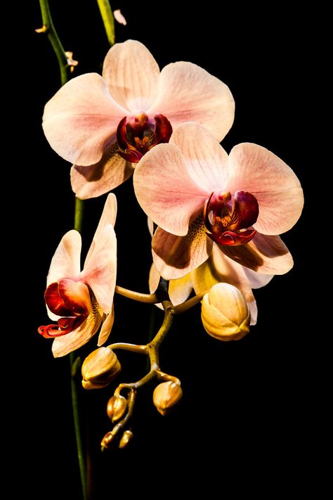 Orchid Flowers - Fine Art Prints by Marc G.C. Photography Colorful Flower Photography, Flowers Art Reference, Fine Art Flower Photography, Orchid Flower Photography, Orchid Flower Aesthetic, Orchids Aesthetic, Flowers To Print, Flower Portrait Photography, Orchids Photography