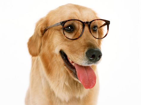 Dog Logic, Dog Glasses, Dog With Glasses, Smart Dog, Funny Dog Pictures, Training Your Puppy, Wearing Glasses, Dog Obedience, Dog Training Obedience