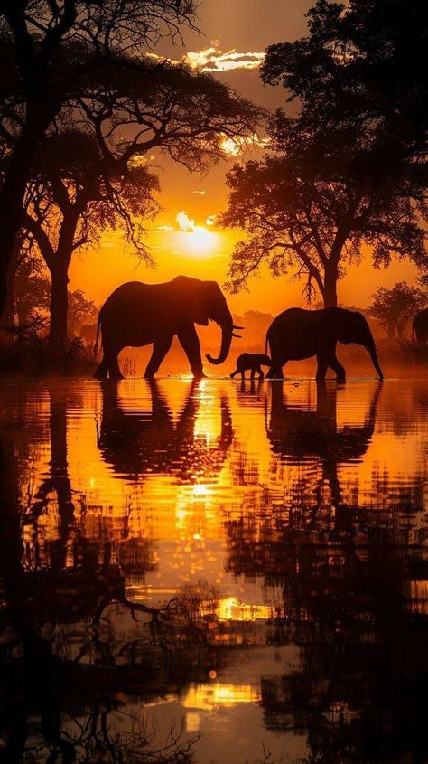 Beautiful Wildlife Photography, Elephant Wallpapers, Jungle Sunset, Peaceful Pictures, Mobile Wallpaper Hd, Dreamy Pictures, Jungle Elephant, Most Dangerous Animals, Art Peaceful