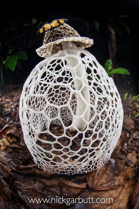 Maidens Veil Mushroom, Bridal Veil Mushroom, Beautiful Mushrooms Photography, Plant Gore, Interesting Mushrooms, Veiled Lady Mushroom, Fungi Aesthetic, Rare Mushrooms, Circle Of Spores Druid