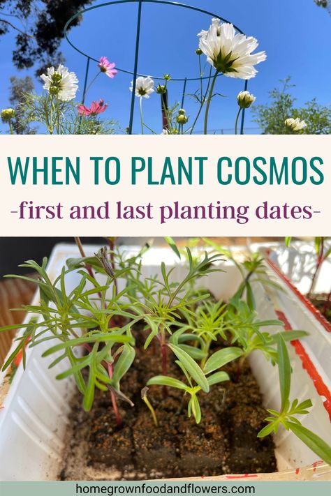 Cosmos In Containers, When To Plant Cosmos Seeds, Cosmos Varieties, How To Grow Cosmos, Cosmos Planting Ideas, How To Grow Cosmos From Seeds, Cosmos Garden Ideas, Growing Cosmos From Seed, Cosmos In Garden