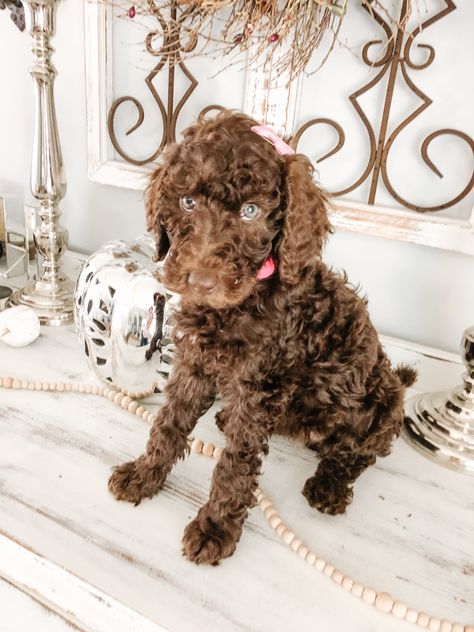 Chocolate Standard Poodle, Brown Standard Poodle, Standard Poodle Puppy, Chocolate Poodle, Poodle Puppy Standard, Poodle Puppy, Standard Poodle, Cute Dogs And Puppies, Pottery Barn Kids