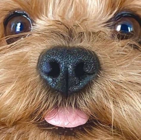 Regard Animal, Yorkie Terrier, Yorkie Lovers, Furnace Filters, Very Cute Dogs, Cute Dog Pictures, Yorkie Dogs, Yorkshire Terrier Puppies, Yorkie Puppy