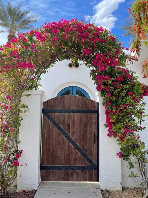 Barbara Karst Bougainvillea, Barbara Karst Bougainvillea Plants, Planting Palette, Plumeria Tree, Pink Bougainvillea, Kerala Houses, Baja California Sur, How To Attract Birds, Starter Plants