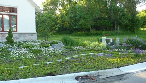 Ann's garden in Minnesota - FineGardening Japanese Lilac Tree, Lilac Tree, Paver Walkway, Lawn Design, Victory Garden, Building A Fence, Fine Gardening, Front Lawn, Shade Trees