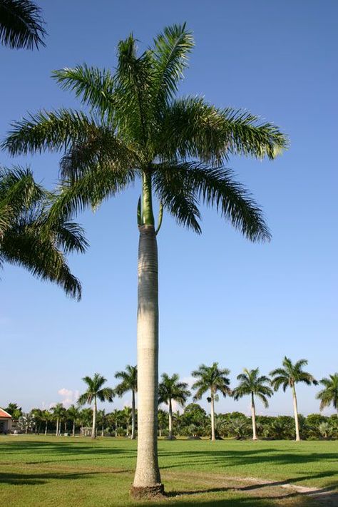 National Tree: Royal Palm Royal Palm Tree, Bottle Palm Tree, Palm Trees Landscaping, Black And White Picture Wall, Front Landscaping, Home Landscaping, Tropical Landscaping, Photo Tree, Garden Trees