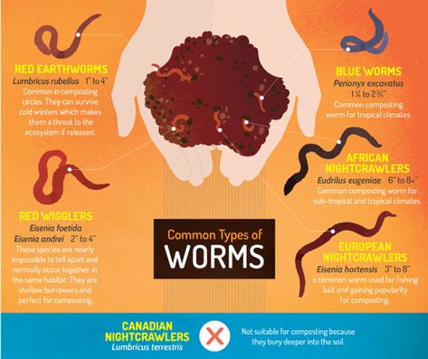 Types Of Worms, Soil Contamination, Fishing Worms, Red Wigglers, Worm Bin, Hydroponic Farming, Hydroponics Diy, Worm Composting, Hydroponic Growing