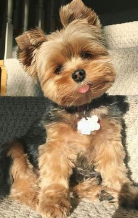 Maybe her name is brownie? Teddy Bear Yorkie Haircut, Yorkipoo Puppies, Yorkiepoo Haircuts, Barbie Haircut, Yorkie Poo Haircut, Cute Fluffy Animals, Yorkie Puppy Haircuts, Yorkie Puppy Care, Yorkie Hair