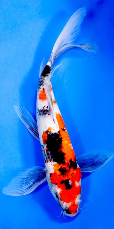 Showa Koi Fish Reference, Japanese Koi Fish, Butterfly Koi Fish, Koi Fish Scales, Coy Fish Reference Photo, Pretty Koi Fish, Koi Fish Photography Beautiful, Real Koi Fish, Karp Koi