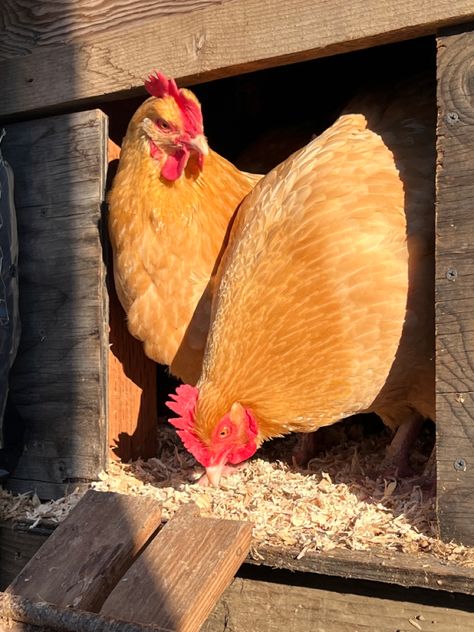 The chickens are testing the winter weather before heading out to enjoy some sunshine. Rooster Aesthetic, Americana Chickens, Farm Chickens, Homestead Farm, All Godzilla Monsters, Farm Business, Future Farms, Farm Lifestyle, Rural Living