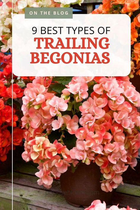 Check out nine stunning trailing begonias, learn how to take care of them properly, and discover how to deal with pests and diseases that may attack them. Trailing Begonias Hanging Baskets, Begonia Hanging Basket Ideas, Begonia Hanging Basket, Hanging Begonias, Trailing Begonia, Begonias In Pots, Tuberous Begonia, Trailing Flowers, Grand Entry