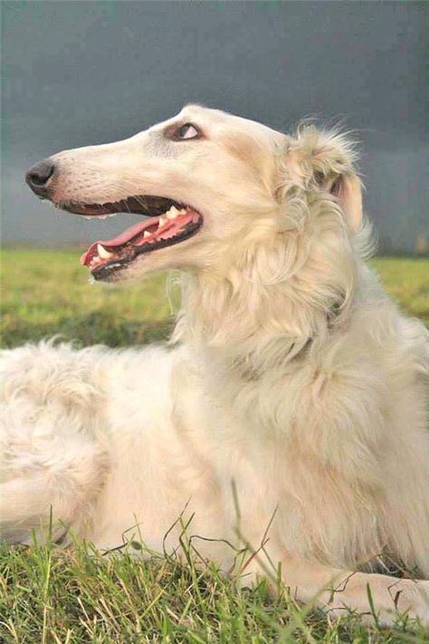 White Borzoi, Dog Borzoi, Alsatian Dog, Russian Wolfhound, Borzoi Dog, Dog White, Animal Study, Canine Art, My Animal