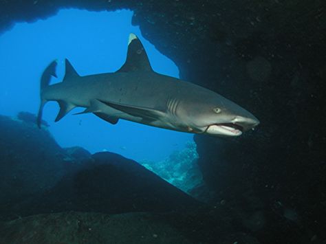 White Tip Reef Shark, Reef Shark, Cute Shark, White Tip, Creature Feature, Zoology, Sealife, Stingray, Sharks