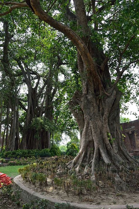 Pipal Tree, Peepal Tree, Garden Supports, Eco Garden, Village Photos, Farm Projects, Sacred Tree, Bodhi Tree, Organic Bedding