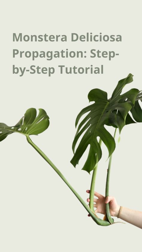 Save money and grow your plant collection. Learn how to propagate Monstera Deliciosa effectively with our expert tips. Propergate Monstera, Propagating Monstera Deliciosa, Propagate Monstera Deliciosa, How To Stake Monstera Plant, Monstera Care Guide, How To Repot A Monstera Plant, Monteras Plant, How To Propagate Monstera, Monstera Plant Propagation