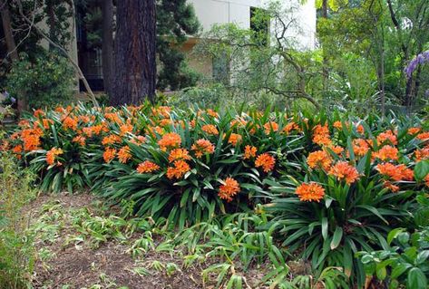 Como Cuidar de Uma Planta Clívia? Como Plantar? | Flores - Cultura Mix Bush Lily, Clivia Miniata, Fire Lily, Garden Shrubs, Nature Preserve, Food Garden, Shade Plants, Tropical Garden, Outdoor Life