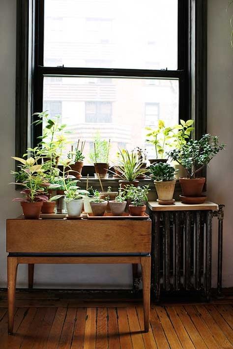 Plant Apartment, Indoor Window, Deco Nature, Decor Studio, Indoor Gardens, Garden Windows, Cactus Y Suculentas, Home Decor Tips, Urban Garden