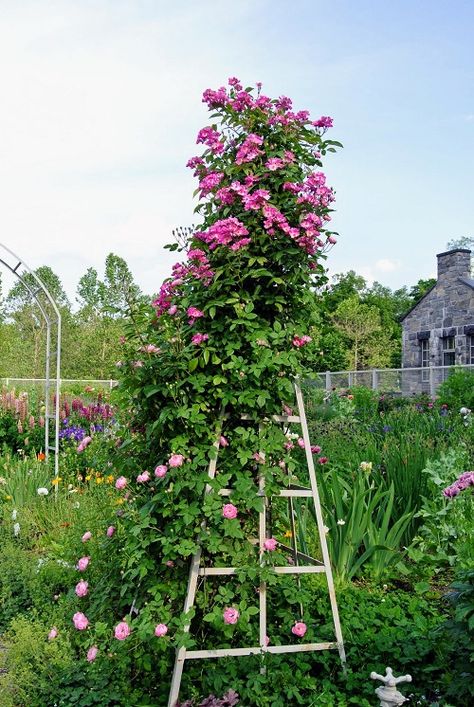 27 Amazing DIY Rose Trellis Ideas | Climbing Rose Trellis - Hello Lidy Diy Rose Trellis, Rose Trellis Ideas, Climbing Roses Trellis, Rustic Trellis, Building A Trellis, Wire Trellis, Wall Trellis, Modern Trellis, Metal Trellis