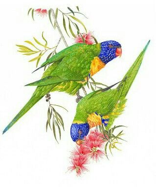 Australian Christmas Cards, Australian Wildflowers, Australian Christmas, More Tattoo, Art Major, Rainbow Mountain, Australian Birds, Birds Tattoo, Pretty Birds