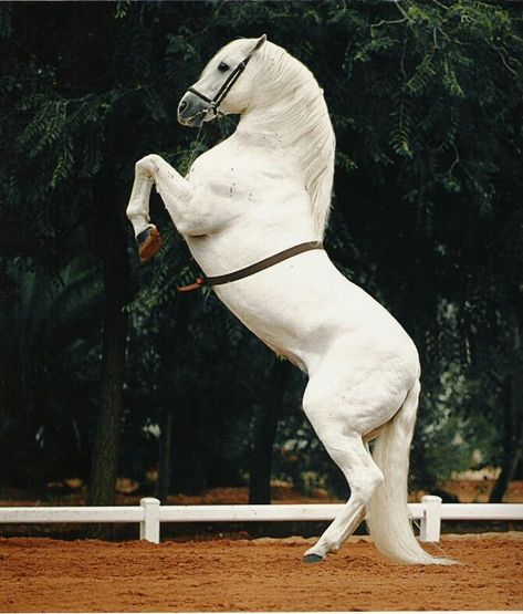 Dressage Movements, Iberian Horse, Classical Dressage, Lippizaner, The Ground, Pony Breeds, Andalusian Horse, Majestic Horse, Horse Trailer