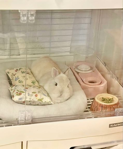 Cat Cage Aesthetic, Small Rabbit Cage, Bunny Accessories Pet, Bunny Pet Aesthetic, Bunny In Bedroom, Pet Bunny Aesthetic, Bunny Room Ideas, Pet Bunny House, Bunny Items