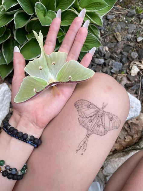 Moth Tattoo Cute, Luna Moth Tattoo, Tattoo Cute, Job Applications, Funky Tattoos, Henna Ideas, Tattoo Board, Bug Tattoo, Pen Tattoo