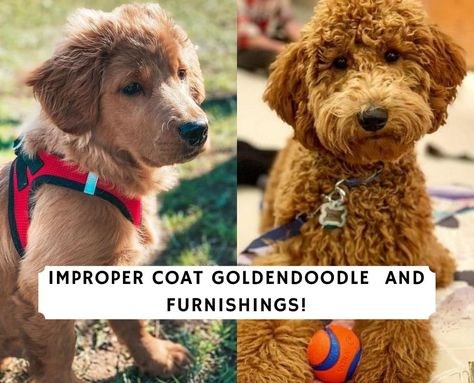 If you have an improper coat Goldendoodle, they won't be nonshedding and hypoallergenic like you see most wavy or curly Goldendoodles. Come learn more! Curly Goldendoodle, Long Haired Golden Doodle, Flat Coat Goldendoodle, Types Of Goldendoodles, Wavy Coat Goldendoodle, Groom A Goldendoodle, Long Mustache, Mini Goodlendoodle, Goldendoodle Breeders