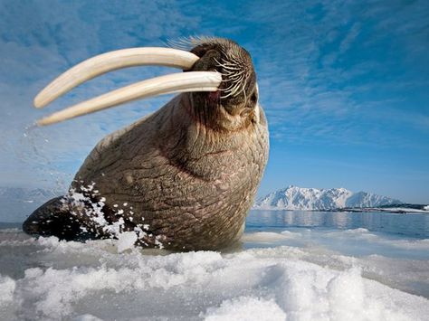 Walrus (Odobenus rosmarus), a large marine mammal with a discontinuous distribution about the North Pole in the Arctic Ocean Walrus Tusks, Sea Mammal, Arctic Ocean, Marine Mammals, Sea Lion, An Animal, Marine Life, Wildlife Photography, Sea Creatures