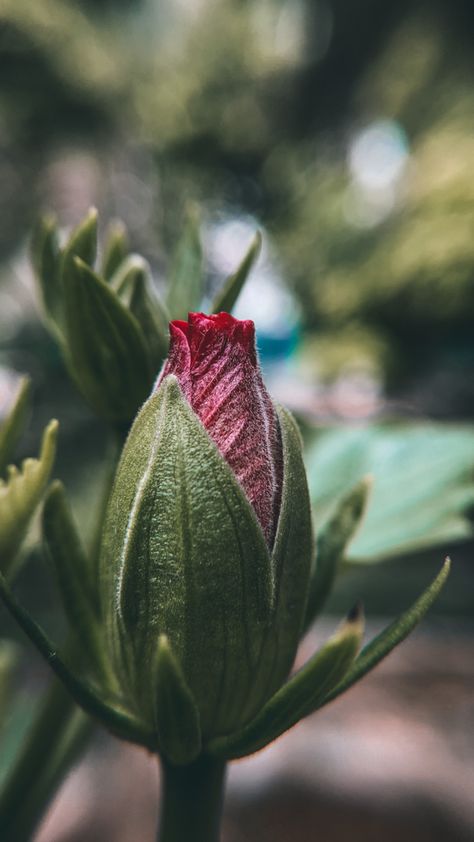 Flowers macro photography nature dslr iPhone closeup lightroom wallpaper desktop wallpaper Hibiscus Bud, Shot On Iphone, Camera Shots, Macro Lens, Flower Bud, Powerpoint Design, Exotic Flowers, All Funny Videos, Hibiscus