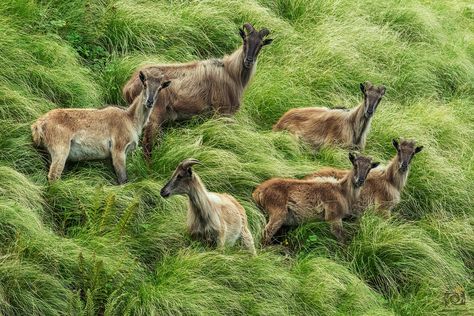 Himalayan-Tahrs Wild Goat, The Himalayas, Bhutan, Himalayan, Tibet, Animal Kingdom, Natural Color, South Africa, Canon