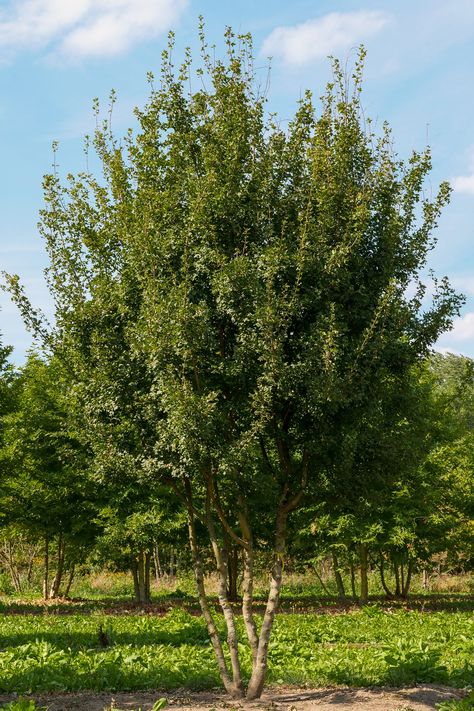 Acer Griseum, Sandy Soil, Clay Soil, Small Leaf, Roof Garden, Types Of Soil, Large Animals, Small Trees, Small Gardens