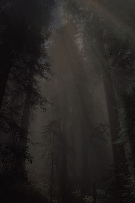 Misty Forest, The Fog, Dark Forest, In The Forest, The Forest, Trees, Forest, Sun